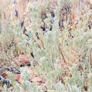 Meet your Posher, Rainey